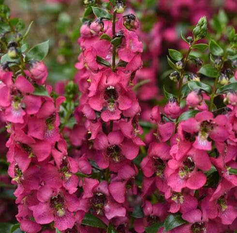 Pink Angelonia Serenita Flower Seeds