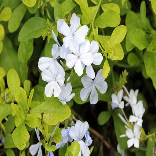 White Plumbago Capensis Flower Seeds