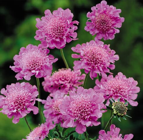 pink scabiosa flower seeds