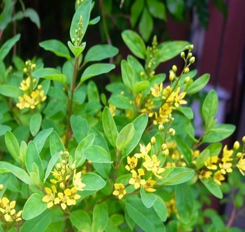 Aglaia Flower Seeds