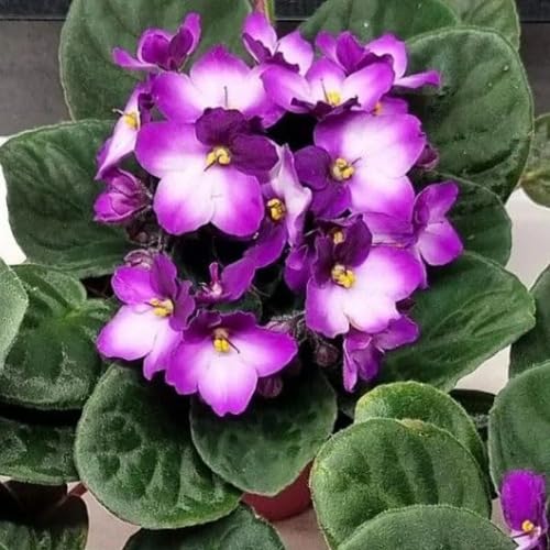 White Purple Saintpaulia Flower Seeds