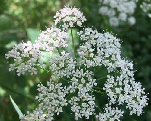 white aegopodium flower seeds