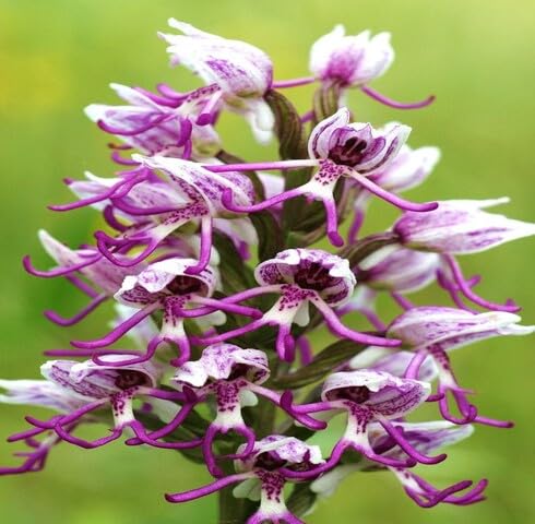 Pink White Naked Orchid Flower Seeds