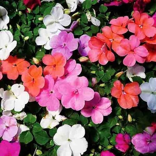 Mixed Impatiens Flower Seeds