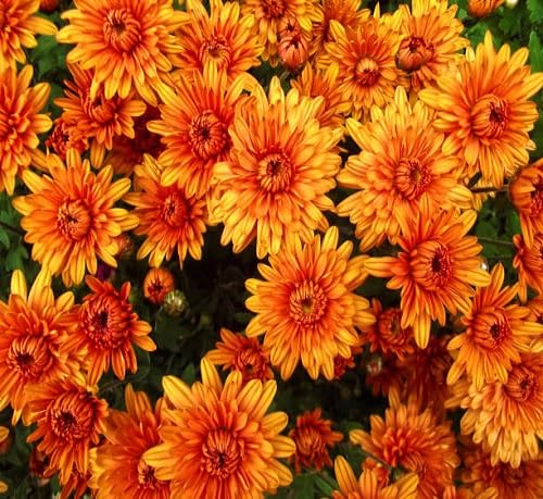 Orange Aster Flower Seeds