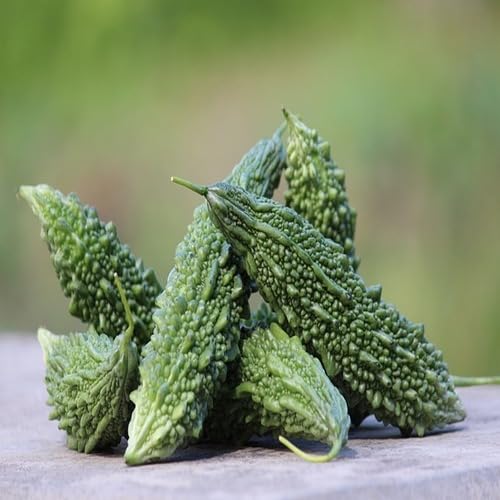 Bitter Gourd Green vegetable seeds for Home Gardening, Easy Grow Culinary Garden for kitchen garden planting