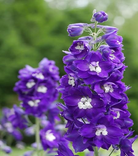 Violet Delphinium Flower Seeds