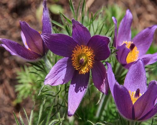 Purple Pasque Flower Seeds