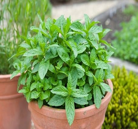 Mint Plant Seeds herb seeds - backyard growing, non gmo garden seeds