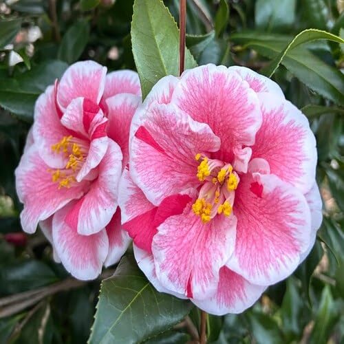 Pink White Camellia Flower Seeds