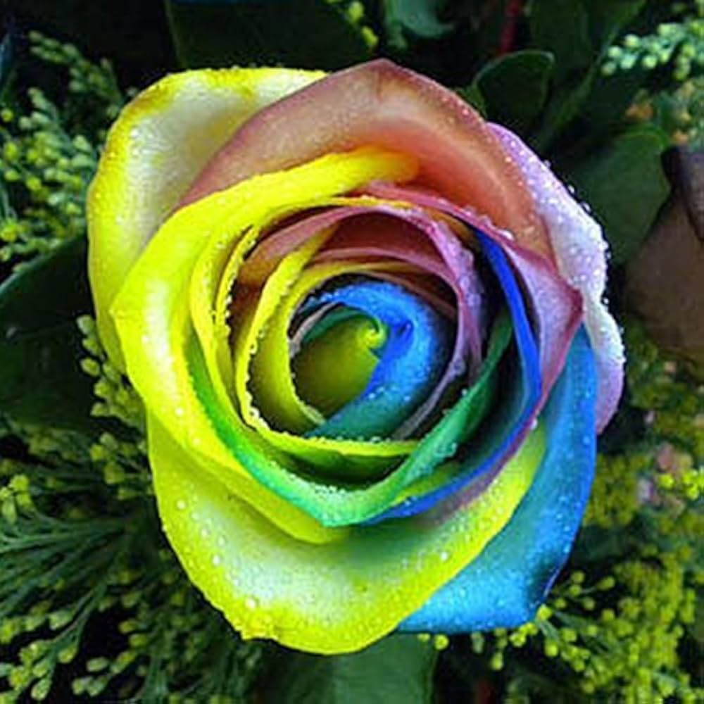 multi color rose rosa in flower bed