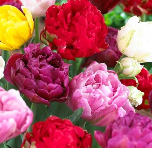 Peony Flower Seeds