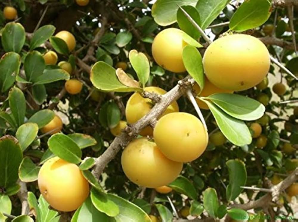 Kaffir Plum Dovyalis Caffra Fruit