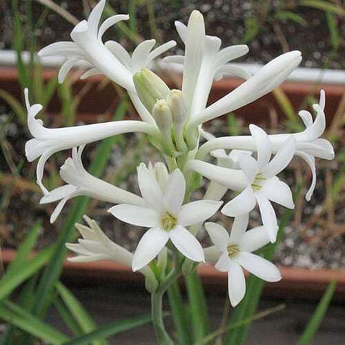 Polianthes Flower Seeds