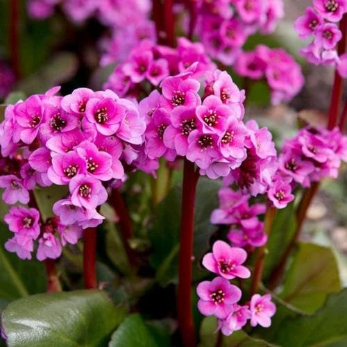 Purple Bergenia Flower Seeds