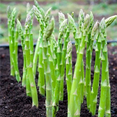 Green Asparagus ficinalis vegetable seeds vegetable seeds for Home Gardening, Premium Kitchen for kitchen garden planting