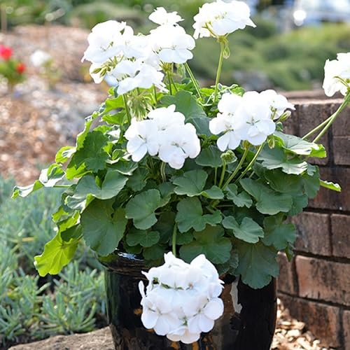 White Pelargonium Flowers Seeds