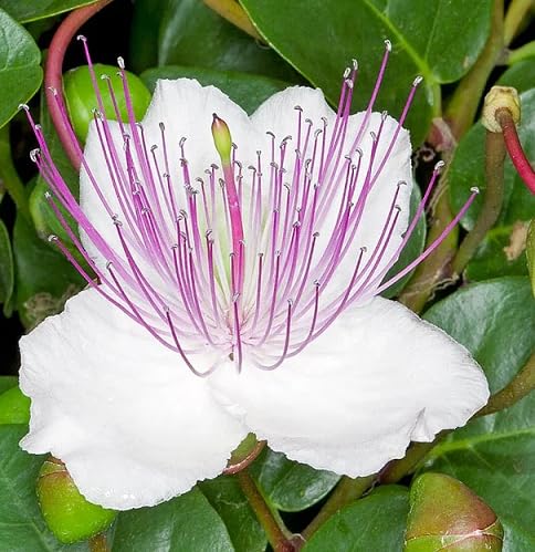 White Capparis Flower Seeds