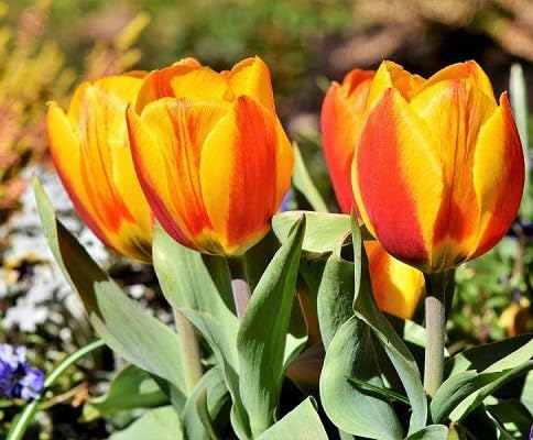 Yellow Tulip Flower Seeds