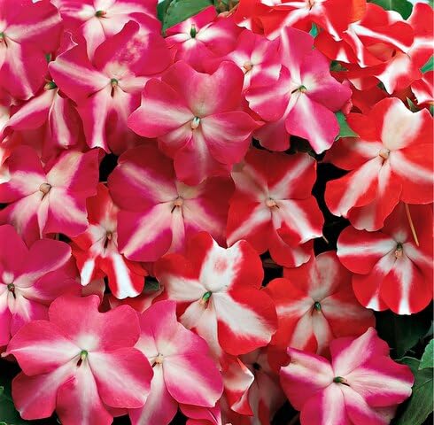 Red White Impatiens Flower Seeds