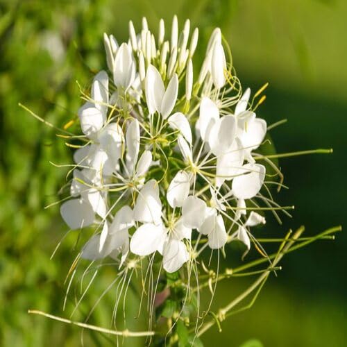 White Hassleriana Flower Seeds