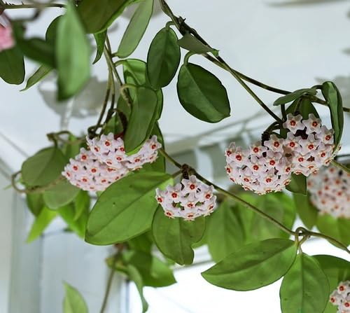 White Hoya Carnosa Flower Seeds