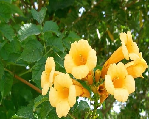 Yellow Campsis Radican Flowers Seeds