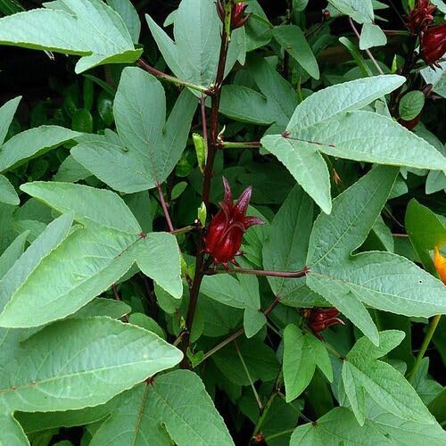 Green Hibiscus Sabdariffa vegetable seeds - Heirloom, Organic, Non Gmo Garden Seeds for kitchen garden planting