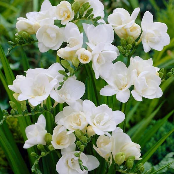 White White Freesia Flower Fresh Growing Freesia Flowers Flower Seeds