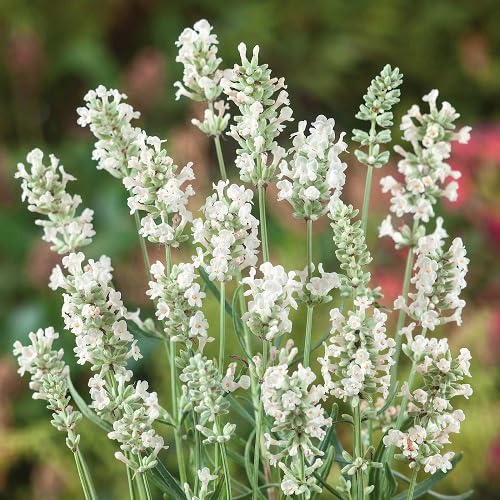 white lavandula flower seeds