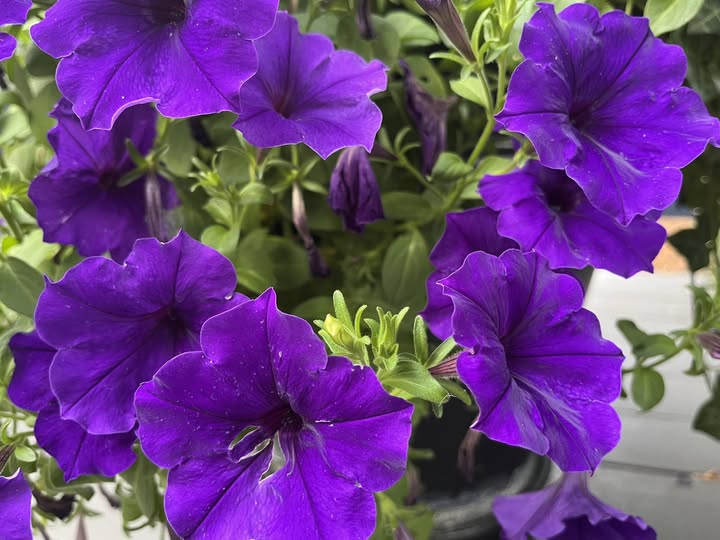 Dark Purple Petunia Flower Seeds