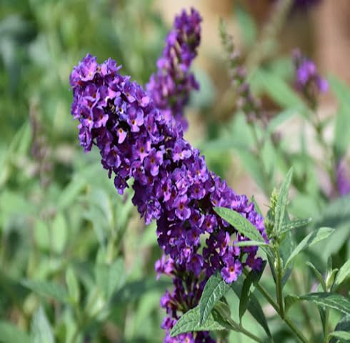 Violet Buddlela Flower Seeds