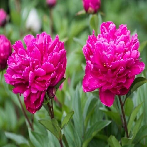 Pink Peony Flower Seeds