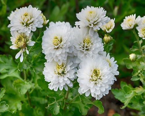Zinnia Flower Seeds