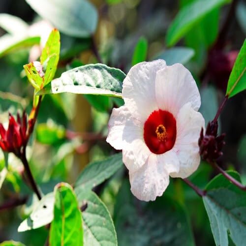 White Roselle Flower Seeds