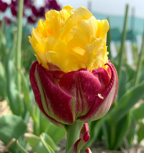 Pink Yellow Tulip Flower Seeds