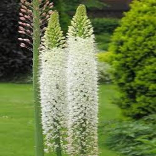 White Eremurus Stenophyllus Flower Seeds