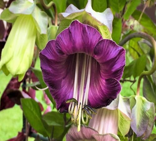 Cobaea scandens Flower Seeds