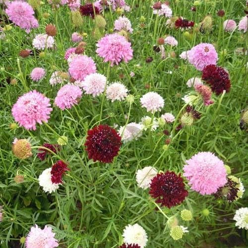 Mixed Scabious Flower Seeds