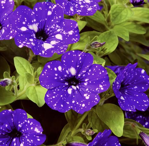 Violet Petunia Flower Seeds