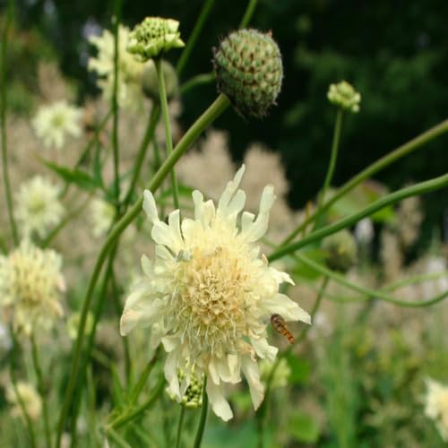 Cephalaria Gigantea Flower Seeds
