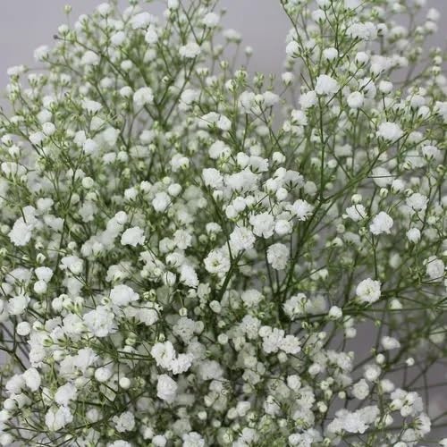 white gypsophila flowers seeds