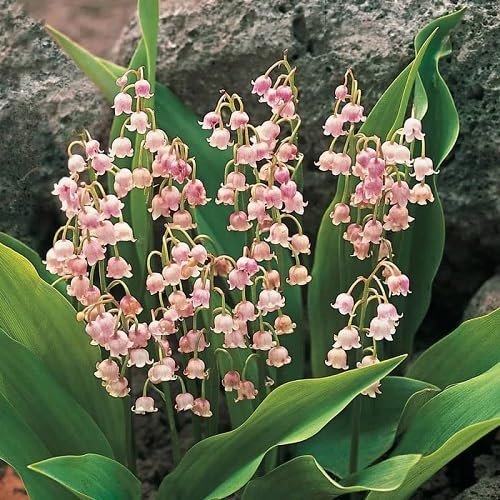 Pink Lily The Valley Flower Seeds