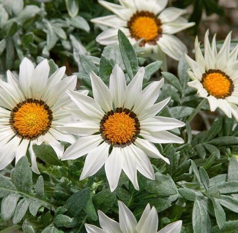 White Gazania Flower Seeds