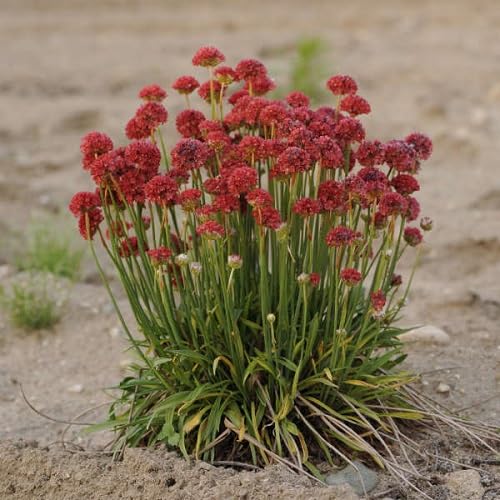 Red pseudarmeria Flower Seeds