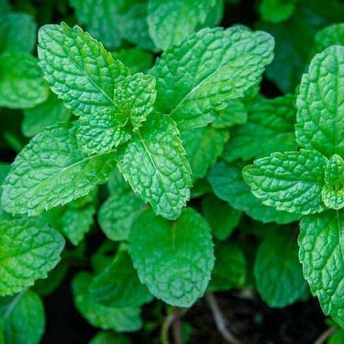 Mint Plant Seeds herb seeds - high germination, backyard growing garden seeds