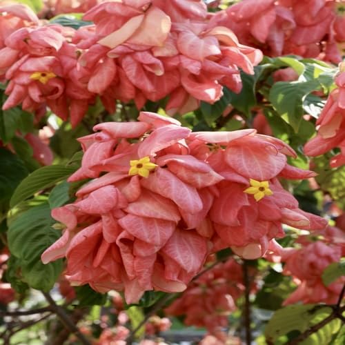 Red philippica Flower Seeds