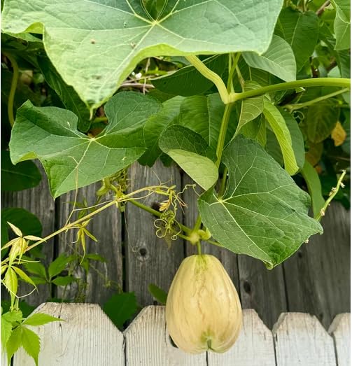 Yellow chayote vegetable seeds vegetable seeds for Home Gardening, Premium Kitchen Garden Collection for kitchen garden planting