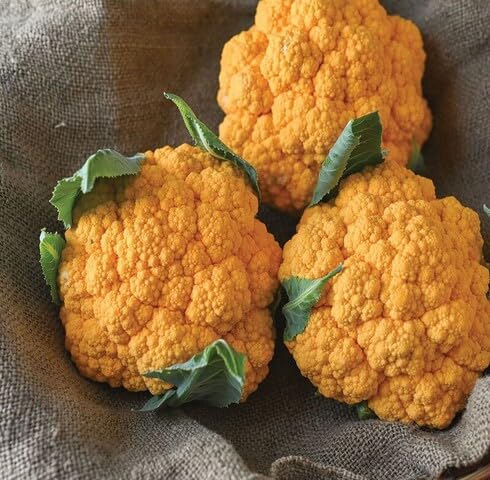 Yellow Broccoli vegetable seeds vegetable seeds for Home Gardening, Natural Home Farming Choice for kitchen garden planting
