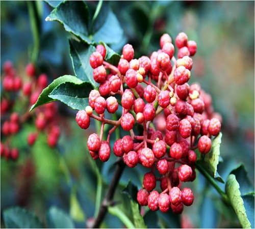 red Zanthoxylum piperitum Pepper vegetable seeds for Home Gardening, Healthy Seasonal for kitchen garden planting
